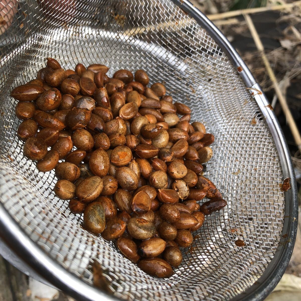 老鴉柿種200粒水没検査済み【同梱不可】｜ayahoo｜千纸鹤日淘